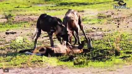 5 Times Predators Target Newborns   Wild Animal