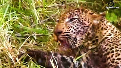 11 Crazy Moments When Lions, Leopards , Hyenas And Zebras Get Injured   Animal World
