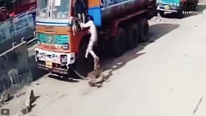 15 Dogs Mercilessly Attacked And Ki.lled By Leopards,Tigers.....