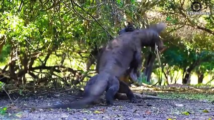 18 HORRIFIC Moments Of Komodo Dragon Swallows Poor Prey Still Alive   Animal World