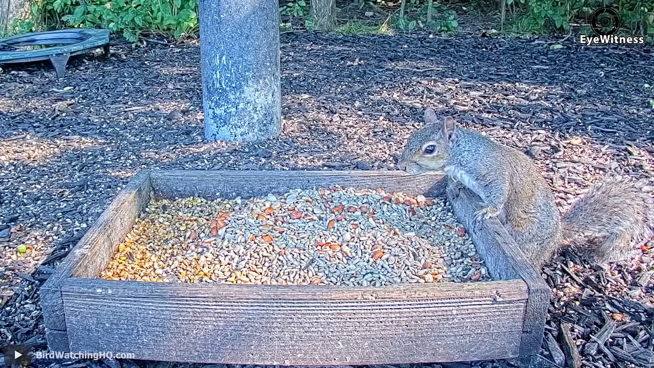 45 Eagles captures a Goat   Amazing Raptors and Eagle Attacks   Eagles vs Monkey, Fox and Snake...