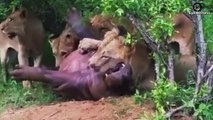 Angry Hippo Attacks The Lion So Fiercely   Animal World