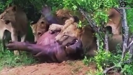 Angry Hippo Attacks The Lion So Fiercely   Animal World