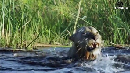 Crazy! Mad Crocodile Fierce Attack & Kill Lion For Awake It From Nice Dream     Animal World