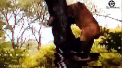 King Lion Suddenly Grows Horn On His Head During The Battle With Buffalo   Wild Animal