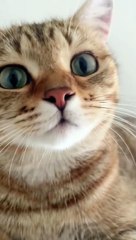Saya mendengar bahawa 90% orang tidak dapat menghalang kucing daripada mengeong