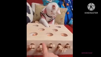 Baby-cat-videos-funny-cat-videos-and-funny-baby-cat-videos-compition#04