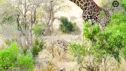 35 Moments Injured Animals Messed With The Wrong Opponent   Wild Animal