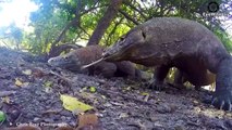 Karma From Being Too Greedy When Komodo Dragons Devour Their Own Kind   Wild Animal