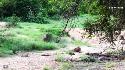 Mother Baboon Froze Can't Protect Her Baby, Watching Leopard Blatantly Snatch Poor Baby