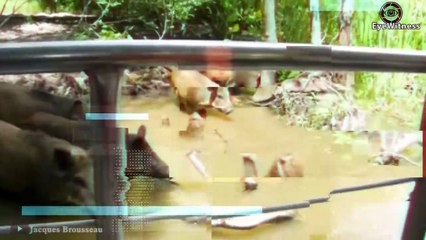 Here's Why Crocodile Was Injured And What Happened Next   Wild Animal