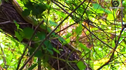 Stupid Snake Steals Eagle's Eggs, It Pays With Her Life - Mother Eagle Attacks Snake To Protect Egg