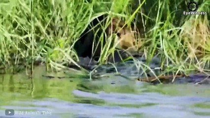 Top 15 Strongest Animals That The Lion Never Want to Meet   Animal World