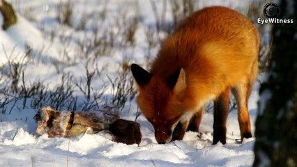 Top 10 Eagles Hunt Their Prey No Mercy   Wild Animal