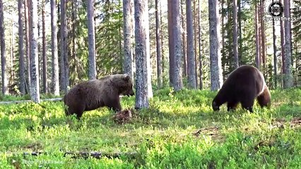 Tragic! Mother Bear Risks Her Life To Protect Her Baby From Hungry Lion Then Received Bitter Ending