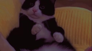 I am panther Cat and Dog #cats #catstiktok #catvideos #catlover #shorts  #funny #cat #youtubeshorts