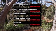 Fears for Canberra grassland earless dragon as ACT government updates its list of threatened species