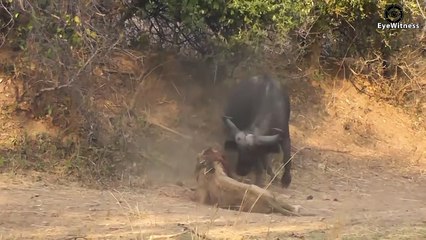 7 Crazy Moments Injured Buffalo Trying To Escape Lion, Hyena, Wild Dogs And Komodo Dragon