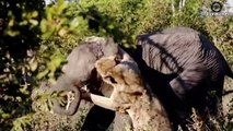 15 Heavy Battles When Angry Elephants Attack Lion, Rhino, Buffalo, Hippo, Crocodile