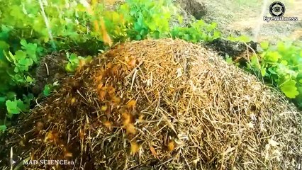 18 Brutal Moments of Ants Hunting Their Prey