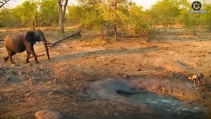 18 Painful Poor Baby Elephant Was Brutally Attacked A By Pack Of  Wild Dogs And Hyenas