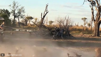30 Moment WILD DOGS Hunting Brutally Prey With NO MERCY   Wild Animal