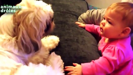 Chiens - chien drole - Chiens drôles Sourire - chien qui aboie - chien qui parle - chien m