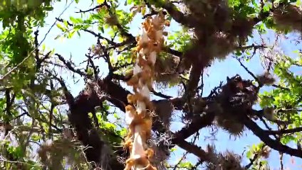 Secretos del desierto | Conexión Milenio