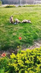 Cute Puppies are Playing