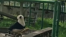 大熊猫坐椅子不小心翻车了 近日，天津，大熊猫喜乐悠闲地坐在椅子上，随意往后一靠，没想到失去平衡，一下子翻倒在地 喜乐手忙脚乱的样子，略显 尴尬 网友 原来熊猫摔