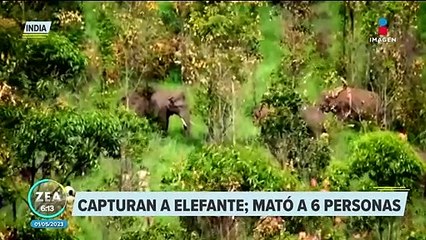 Capturan a elefante que mató a seis personas en India