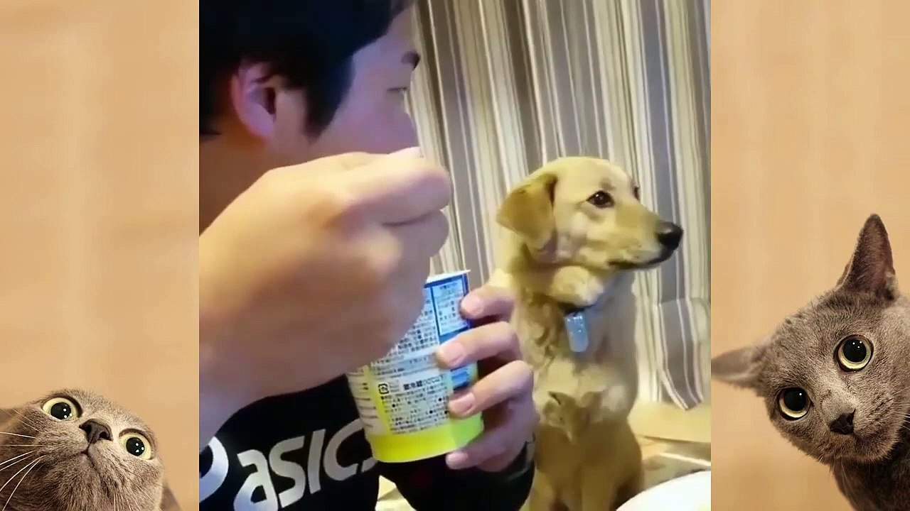 _Funny_Dogs_Videos_Compilation_2022_#1(720p)