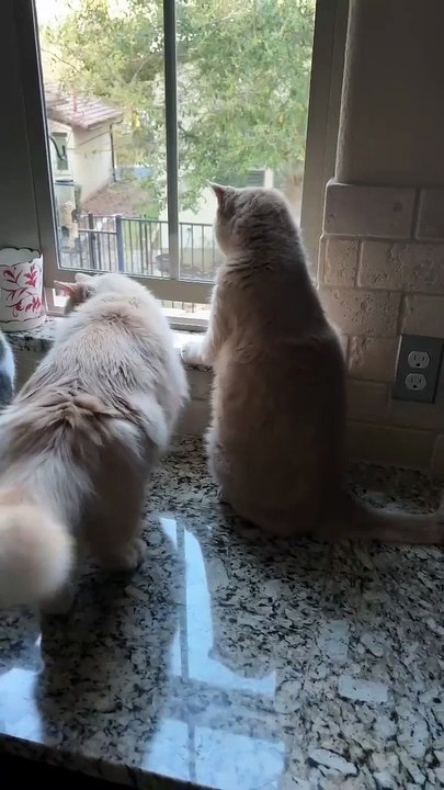 New funny kitty videos