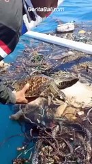 TERIMAKASIH ORANG BAIK Terlihat seekor penyu terperangkap di tumpukan sampah di tengah laut