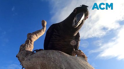 Save Australia's Rare Glossy Black Cockatoo 🦜: Threatened by Fires, Habitat Loss & Poaching