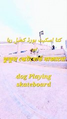 Playing a skateboard game/dog Playing skateboard