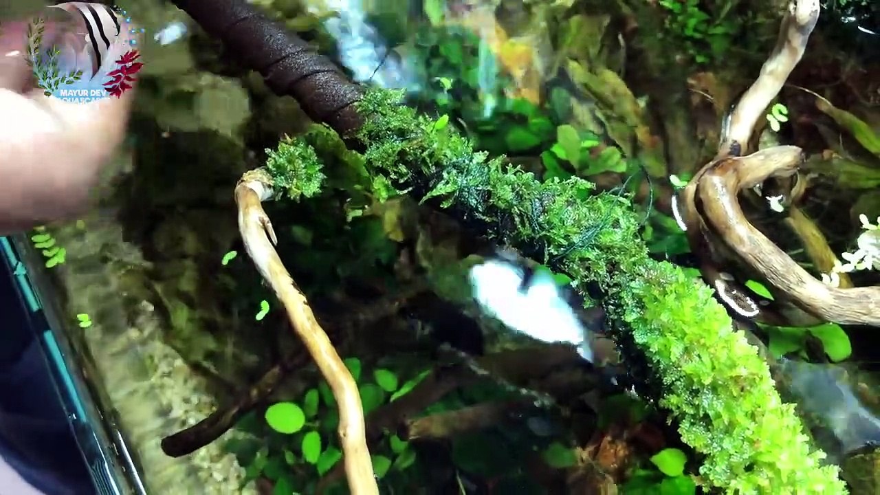 How to Grow Moss _ Terra Tape Terrarium Paludarium Aquarium Moss