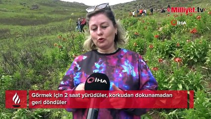 Görmek için 2 saat yürüdüler, korkudan dokunamadan geri döndüler