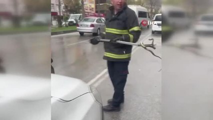 Yalova'dan getirdiği saksı çiçeklerinin arasından yılan çıktı