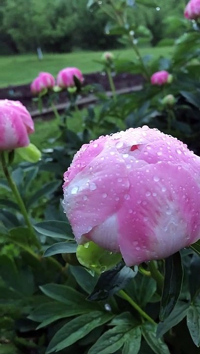 Rain On Rose