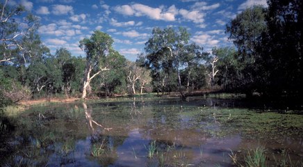 Angler offenbar von Krokodilen gefressen worden