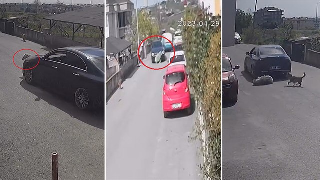 Köpeği göz göre göre ezdi, yoluna devam etti