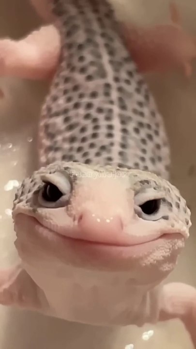 HUWAG-MONG-SUBUKAN-FUNNIEST-ANIMALS-VIDE_53