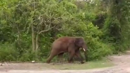 ঝাড়গ্রাম:আবার তুলে আছাড় মারলো হাতি,থমথমে এলাকা !দেখুন ভিডিও