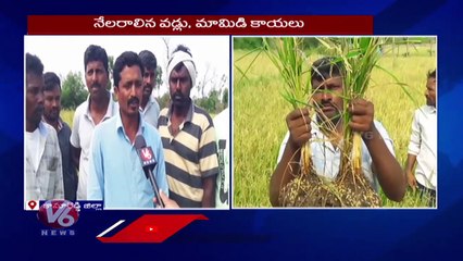 Unseasonal Rains Cause Huge Loss To Kama Reddy Farmers | V6 News