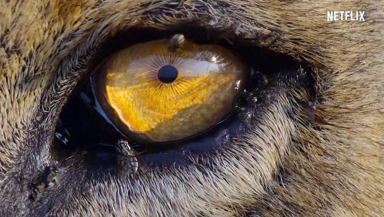 Unser Planet II Teaser DF