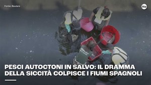 Pesci autoctoni in salvo: il dramma della siccità colpisce i fiumi spagnoli