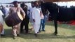 Pakistani Horse Dance !! best horse dance in pakistan