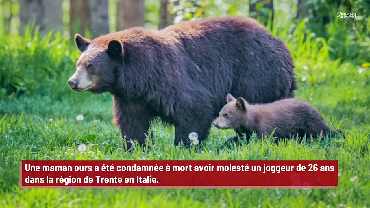 Une maman ours condamnée à mort après avoir tué un joggeur !