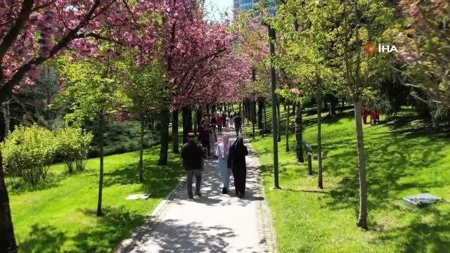 Baharın müjdeleyicisi sakura ağaçları ndan görsel şölen